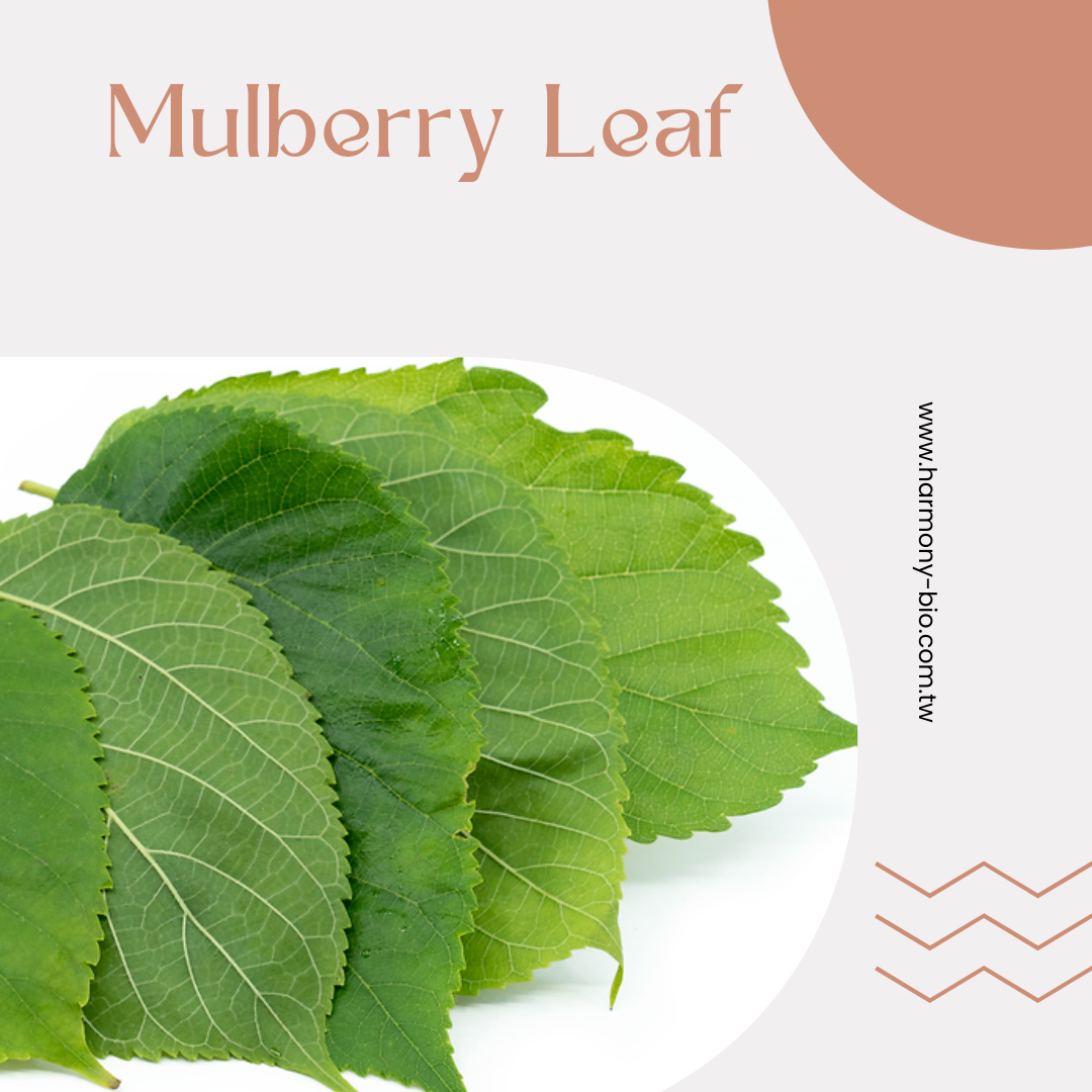 Mulberry Leaf